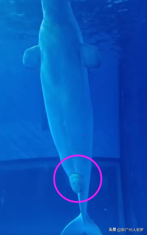 广州一15岁白鲸顺利分娩